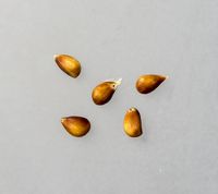 Alkmene Apple seeds